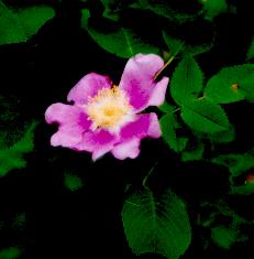 wild flower
